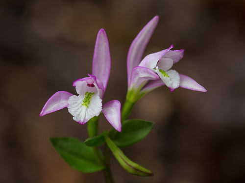 Triphora trianthophora (Three-birds orchid)