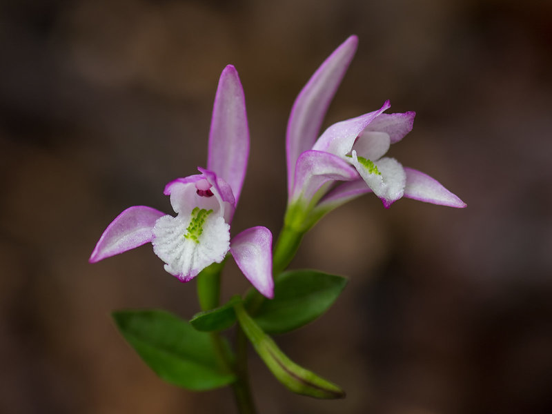 Triphora trianthophora (Three-birds orchid)