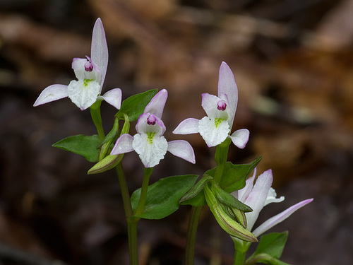 Triphora trianthophora (Three-birds orchid)