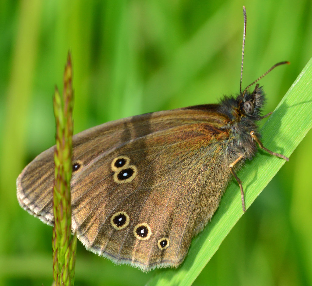 Ringlet, Aphantopus hyperantus