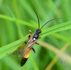Wasp. Amblyteles species