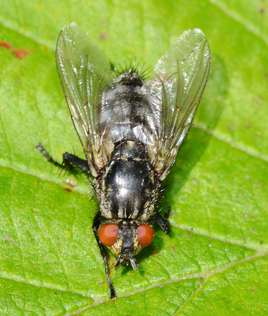 Flesh-Fly, Sarcophaga carnaria