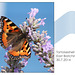 Tortoiseshell butterfly - East Blatchington - 30.7.2014