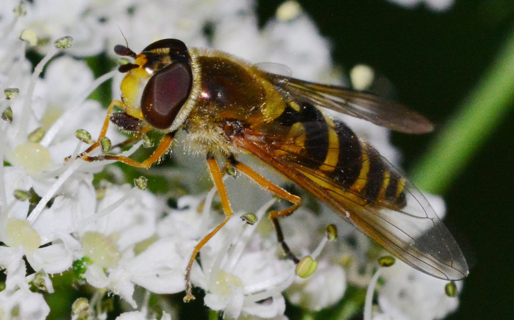 Hoverfly