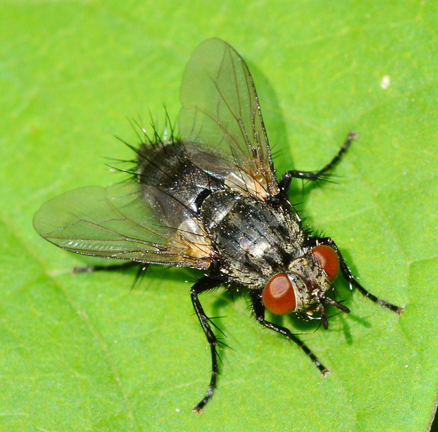 Flesh-Fly, Sarcophaga carnaria