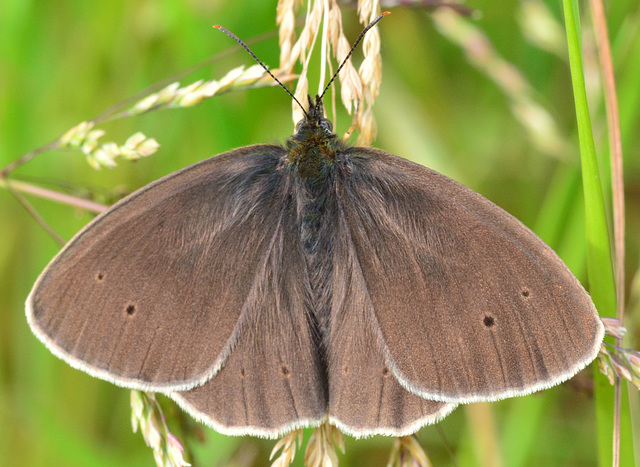 Ringlet