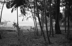 Bamboos and greenhouses