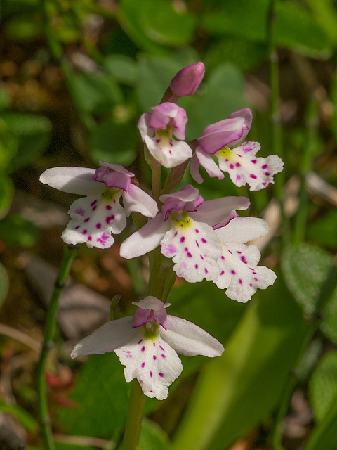 Amerorchis rotundifolia (Round-leaf orchid)