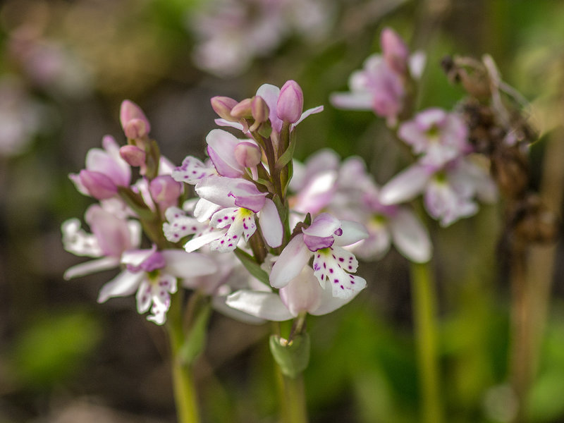 Amerorchis rotundifolia (Round-leaf orchid)