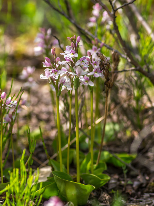 Amerorchis rotundifolia (Round-leaf orchid)