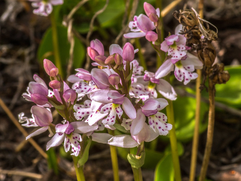 Amerorchis rotundifolia (Round-leaf orchid)