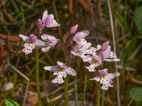 Amerorchis rotundifolia (Round-leaf orchid)