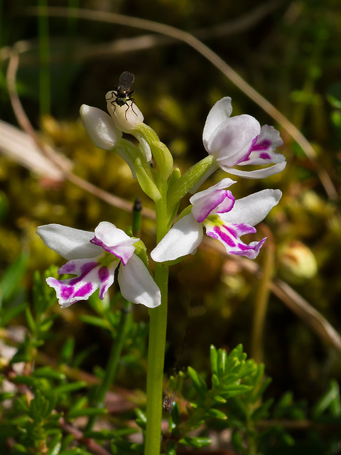 Amerorchis rotundifolia forma lineata (Round-leaf orchid)