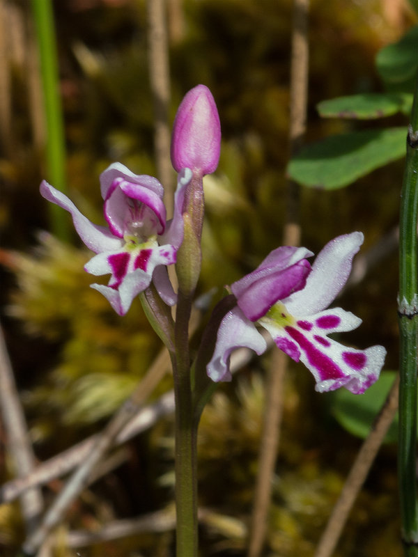 Amerorchis rotundifolia forma lineata (Round-leaf orchid)