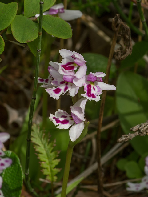 Amerorchis rotundifolia forma lineata (Round-leaf orchid)