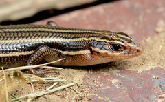 Five-lined skink steps out