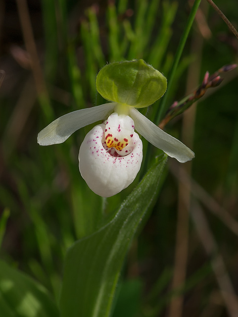 Cypripedium passerinum (Sparrow's-egg Lady's-slipper orchid)