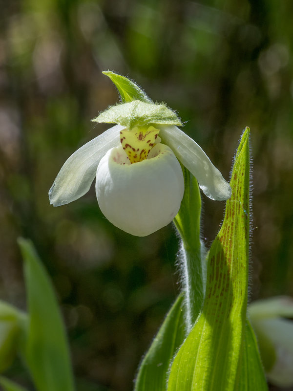 Cypripedium passerinum (Sparrow's-egg Lady's-slipper orchid)