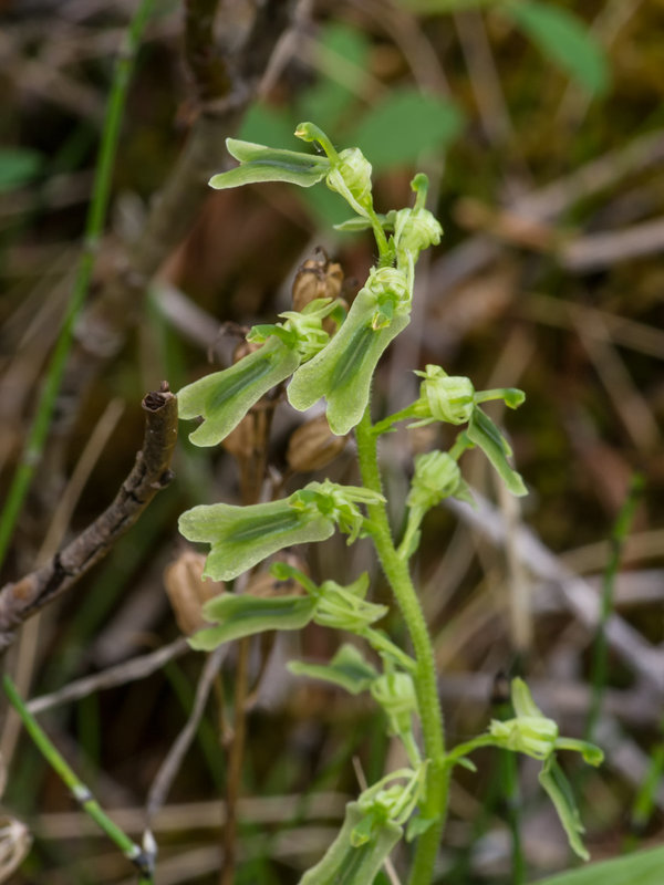 Neottia borealis (Northern Twayblade orchid)