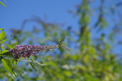 Calopterix splendens sur fleur de buddleia