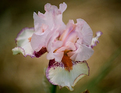 Iris Clownerie