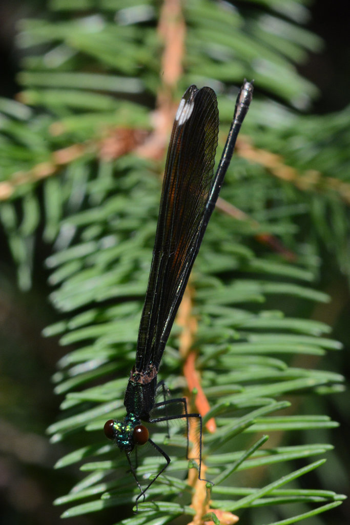 Damselfly shows off