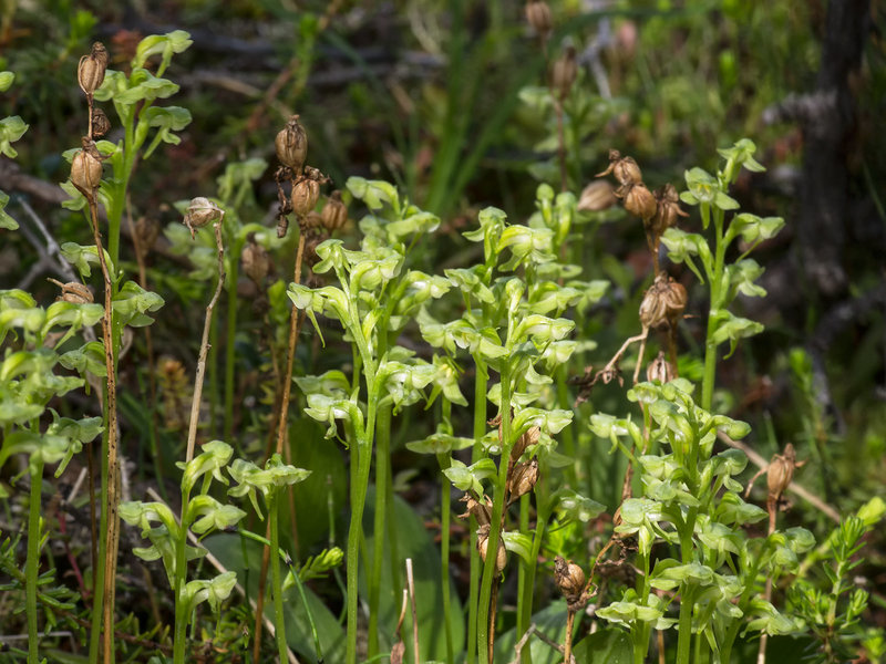 Platanthera obtusata (Blunt-leaf orchid)