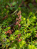 Neottia cordata (Heart-leaf Twayblade orchid)