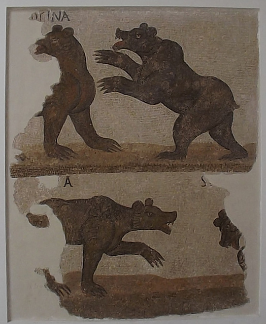 Bear Fight in an Amphitheatre Mosaic in the Bardo Museum, June 2014