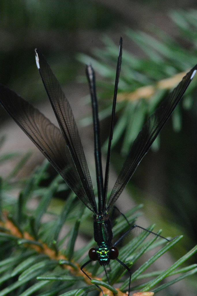 Damselfly imitates a peacock