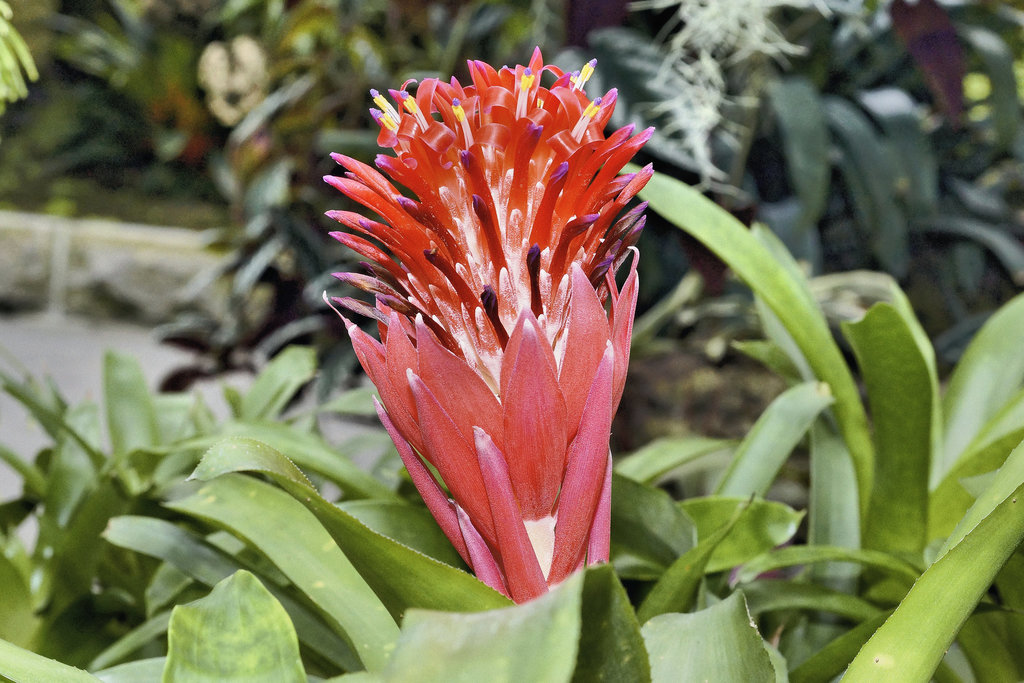 Summer Torch – Botanical Garden, Montréal, Québec