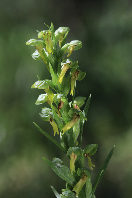 Frog Orchid