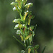 Frog Orchid