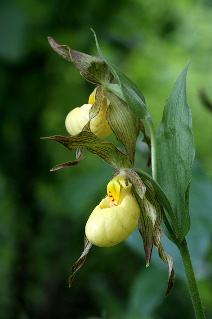 Cypripedium xcolumbianum