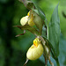 Cypripedium xcolumbianum