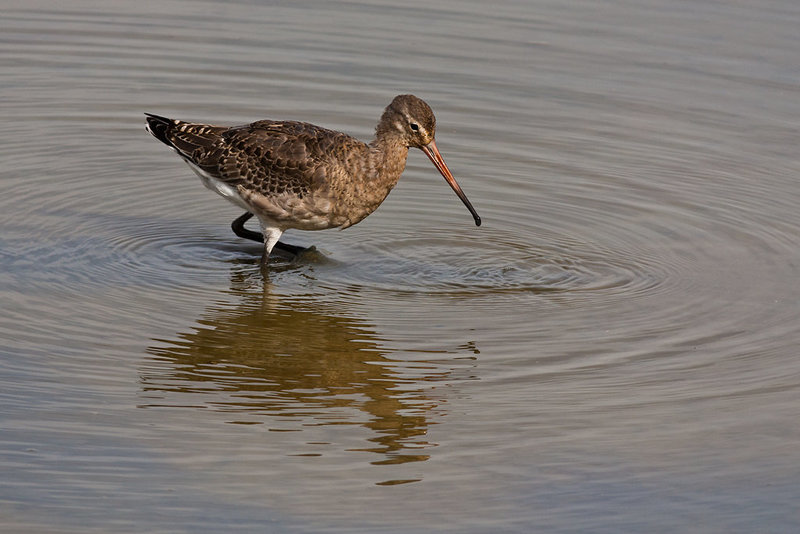 Black-Tailed Godwit