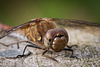 Common Darter