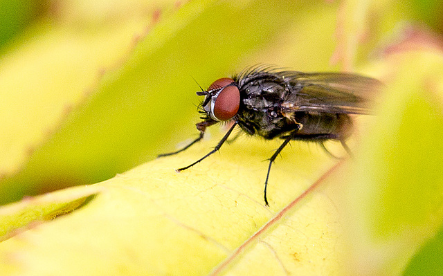 20140614 3555VRMw [D~LIP] Fleischfliege, Garten, Bad Salzuflen