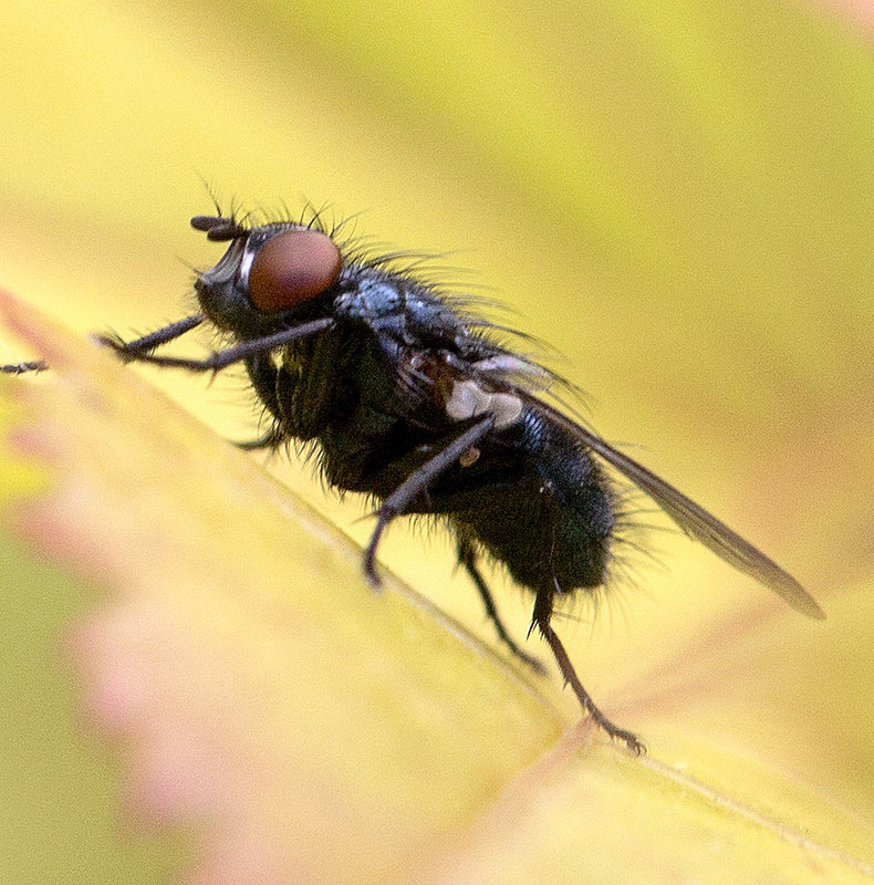 20140614 3554VRMw [D~LIP] Fleischfliege, Garten, Bad Salzuflen