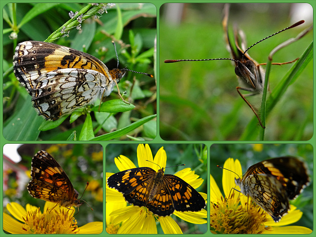 Pearl Crescent butterfly(Phyciodes thares) Collage
