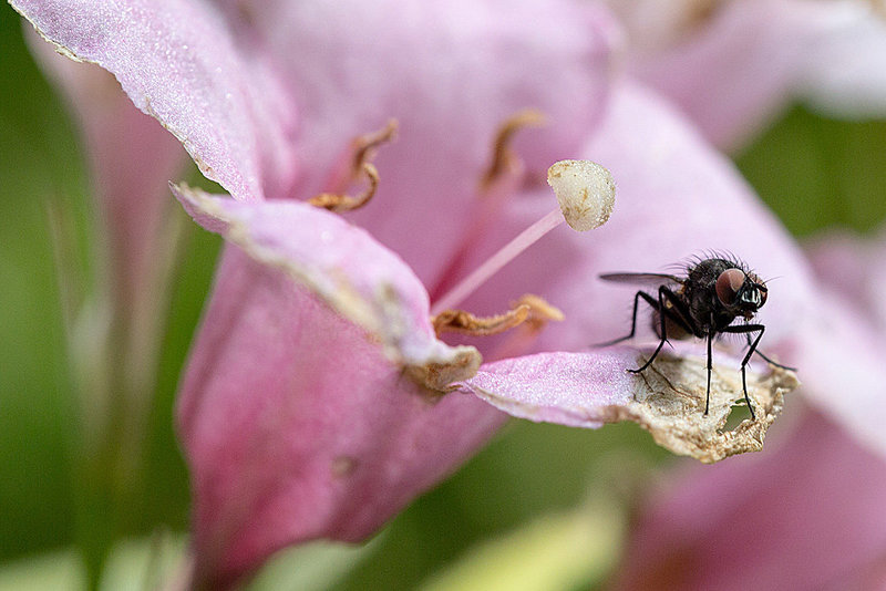 20140614 3548VRMw [D~LIP] Fleischfliege, Garten, Bad Salzuflen