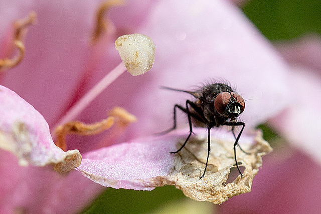 20140614 3547VRMw [D~LIP] Fleischfliege, Garten, Bad Salzuflen