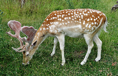 clissold park deer, stoke newington, hackney, london