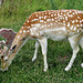 clissold park deer, stoke newington, hackney, london