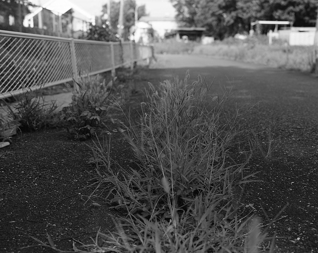 Weeds growing through the cracks