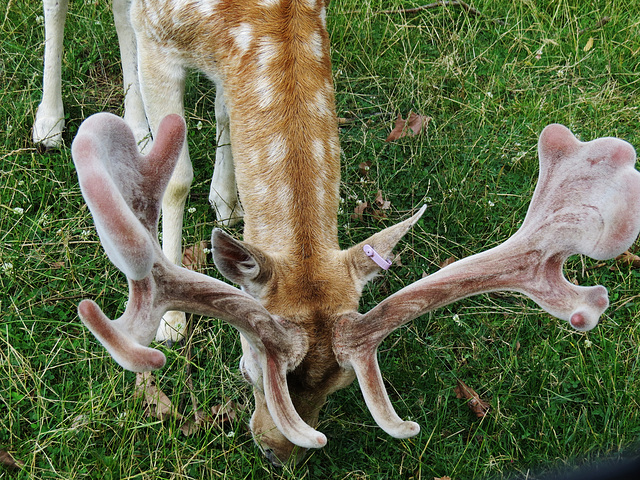 clissold park deer, stoke newington, hackney, london