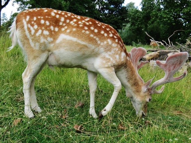 clissold park deer, stoke newington, hackney, london