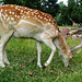 clissold park deer, stoke newington, hackney, london