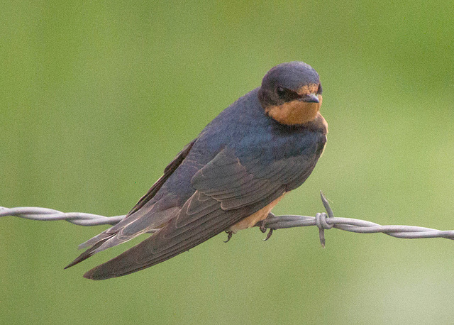 Barn Swallow