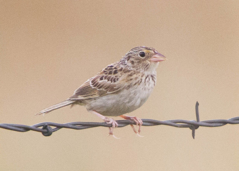 Grasshopper Sparrow